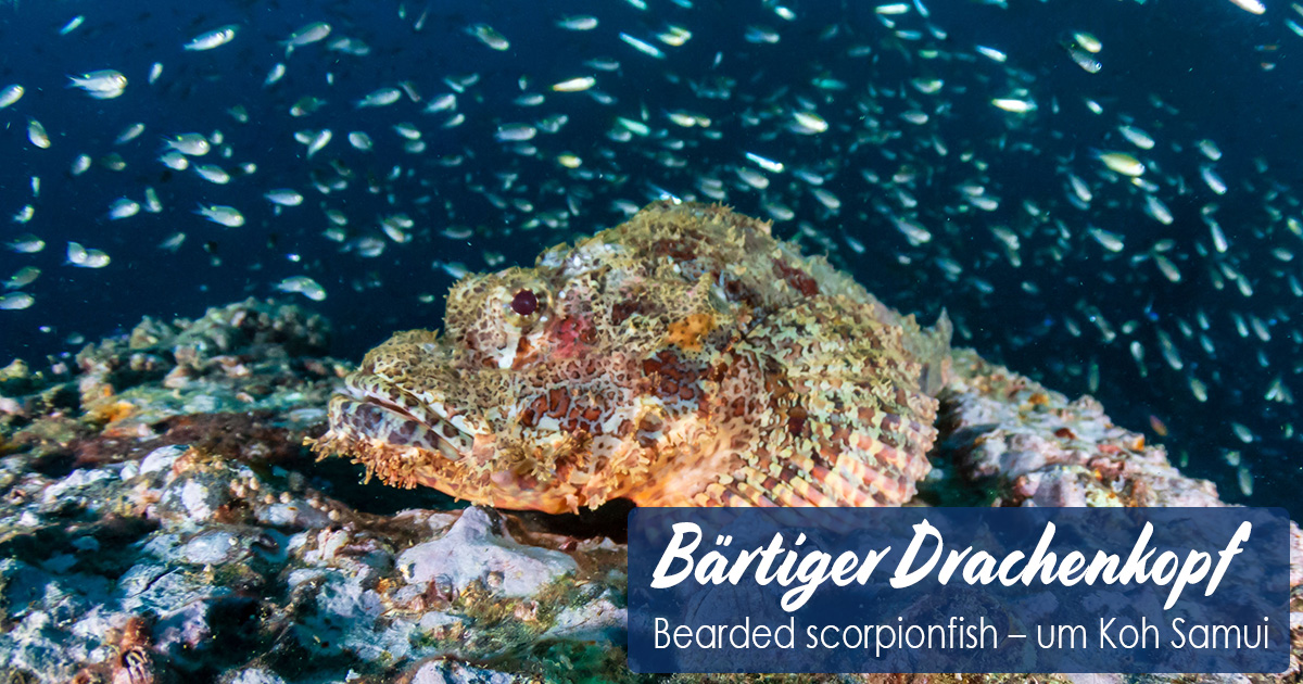 Bärtiger Drachenkopf – Bearded scorpionfish – um Koh Samui