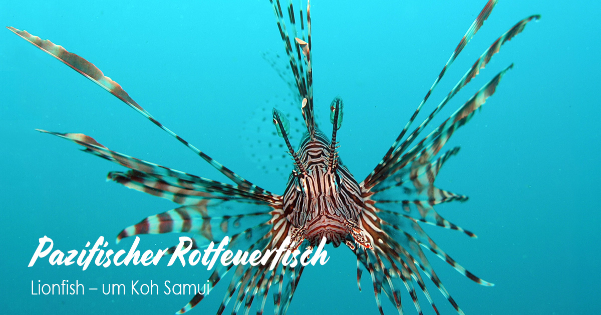 Pazifischer Rotfeuerfisch – Lionfish – um Koh Samui