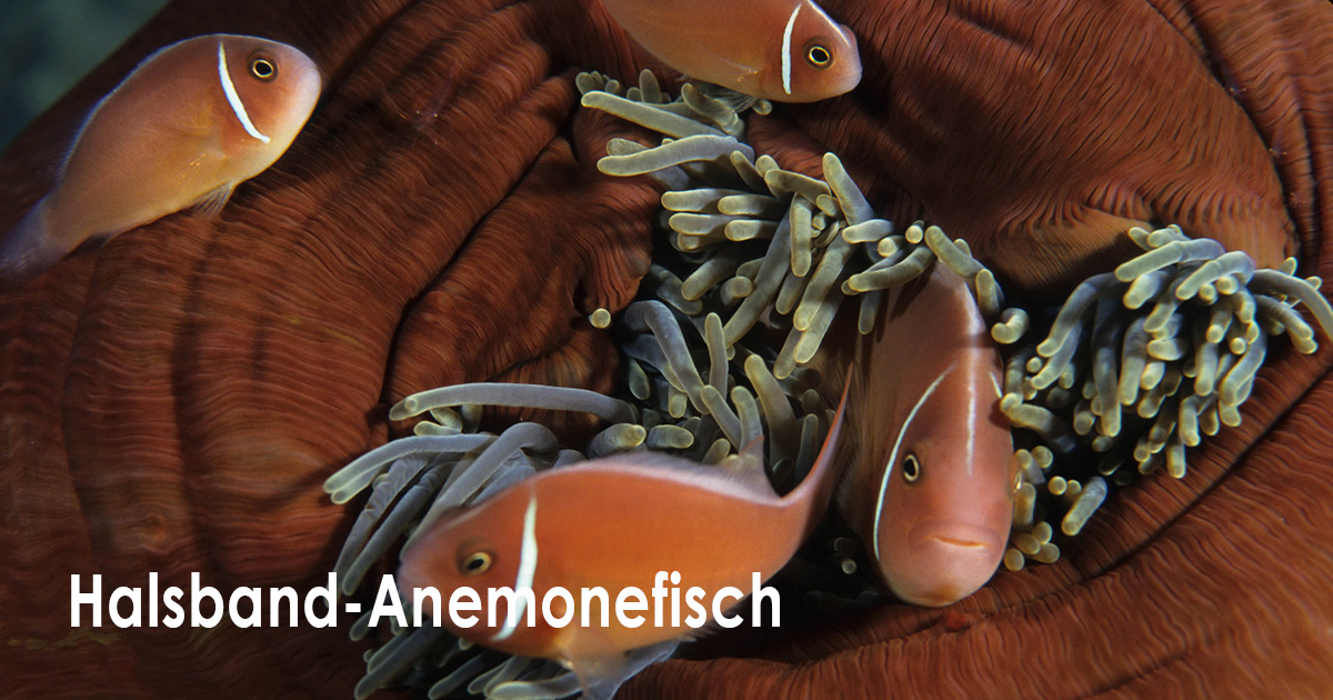 Halsband-Anemonenfisch