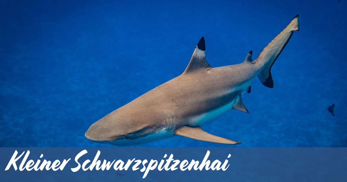 Kleiner Schwarzspitzenhai um Koh Tao