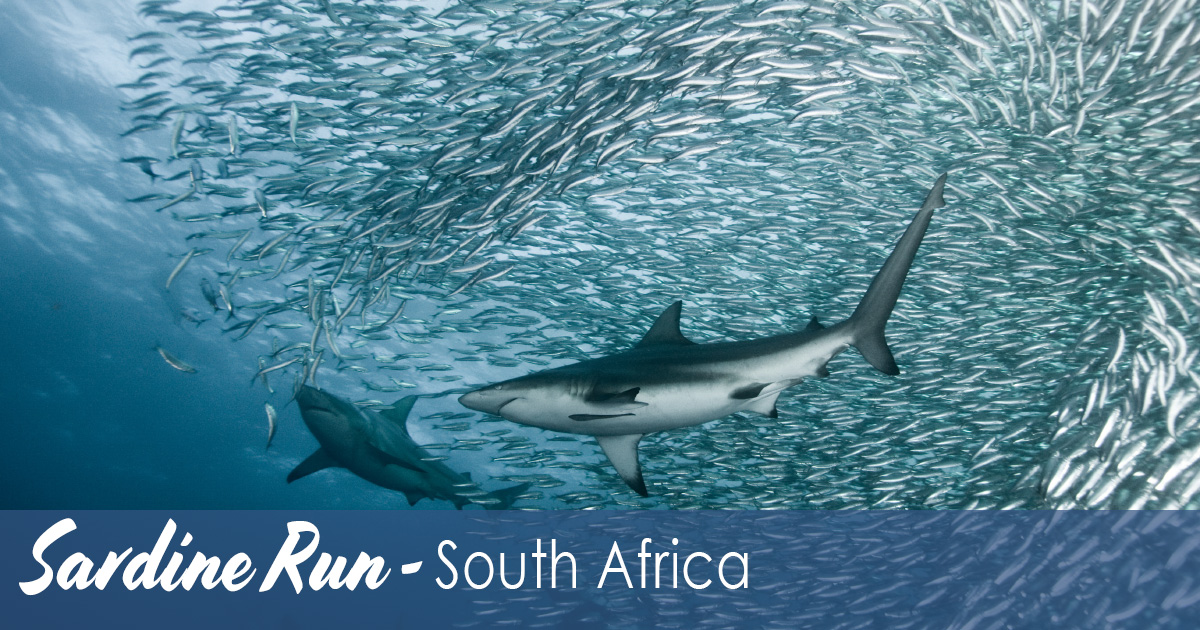 Sardine Run South Africa