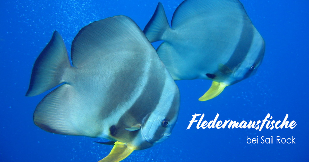 Fledermausfische bei Sail Rock