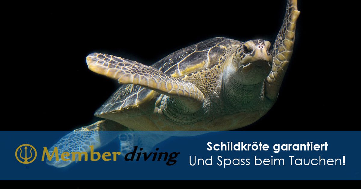 Bestes Taucherlebnis!