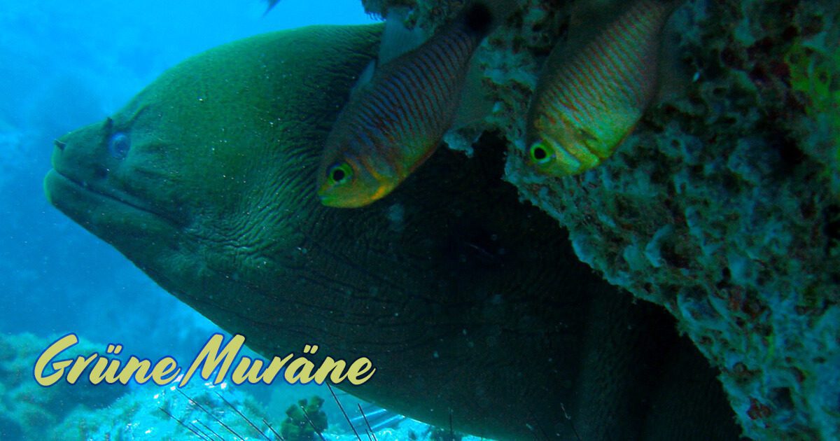 Grüne Muräne um Koh Tao und Sail Rock