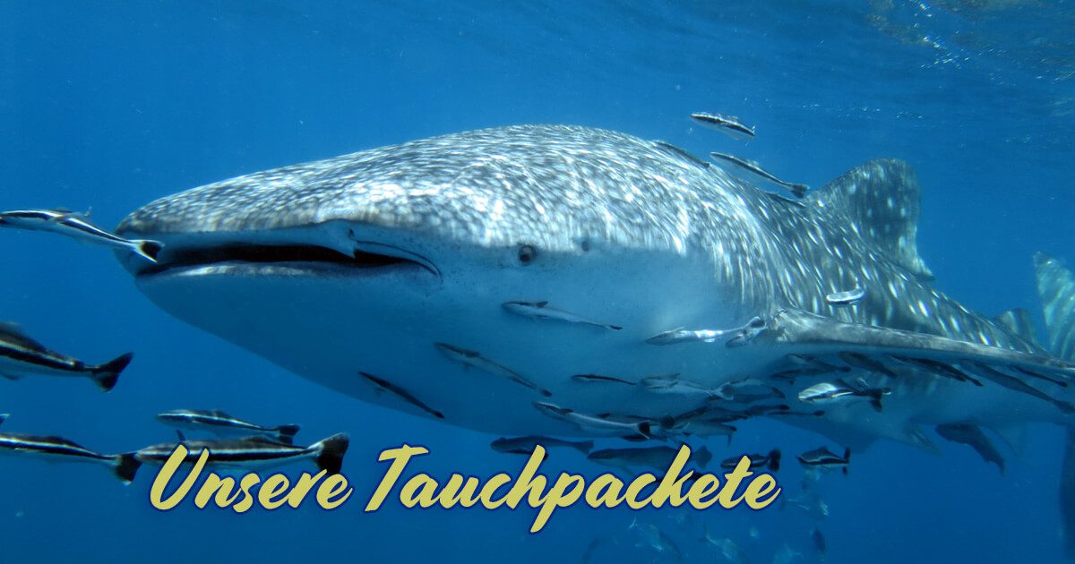 Tauchferien schon gebucht?