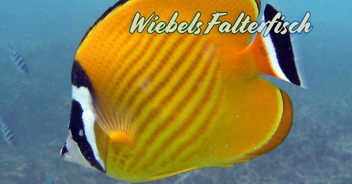 Wiebels Falterfisch