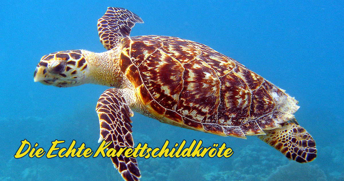 Die Echte Karettschildkröte (Hawksbill Sea Turtle)