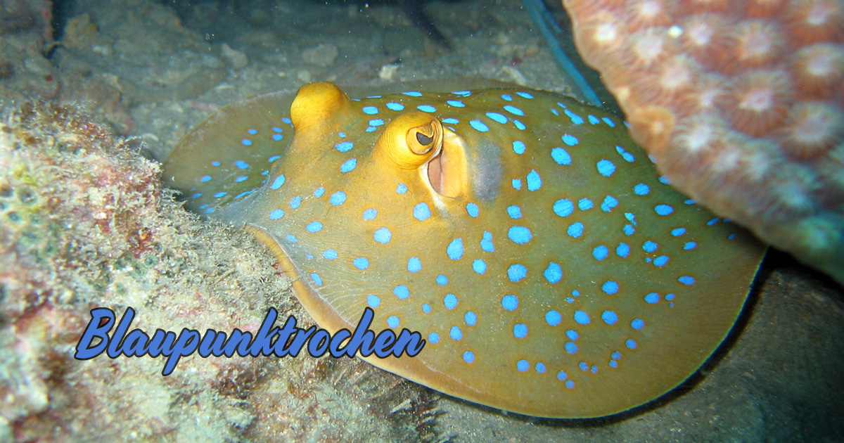 Blaupunktrochen um Koh Tao – Tauchen um Koh Tao