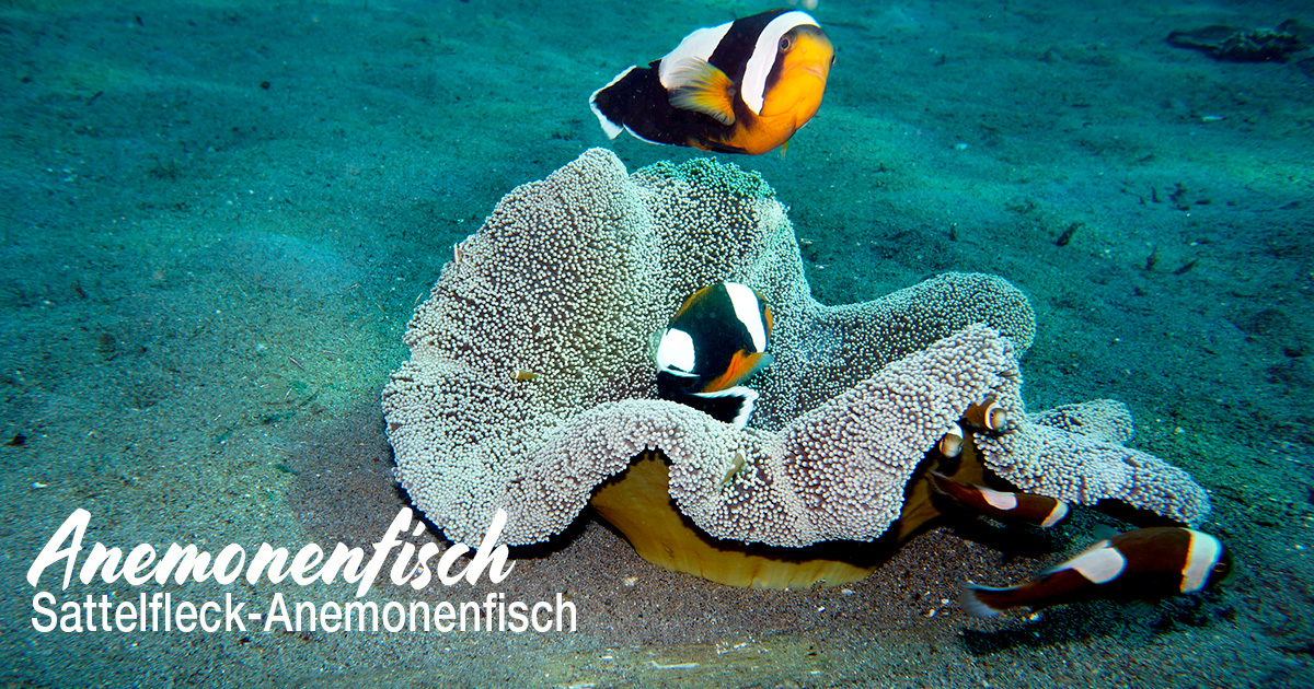 Anemonenfisch (Sattelfleck-Anemonenfisch)