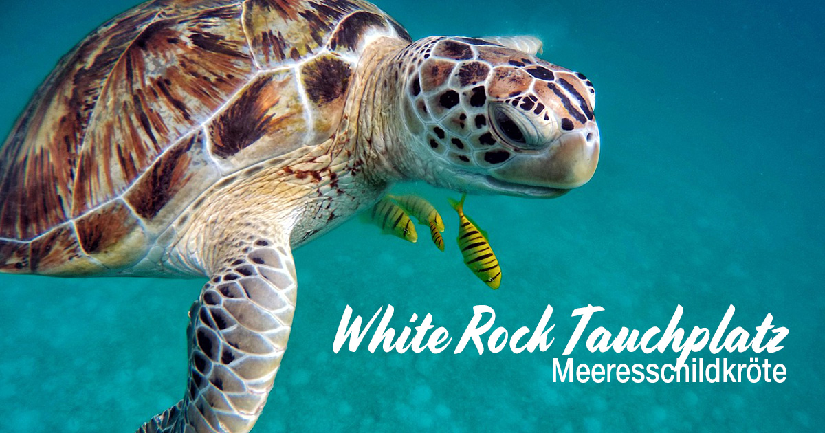 White Rock – Tauchplatz
