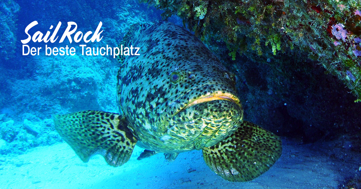 Sail Rock – der beste Tauchplatz