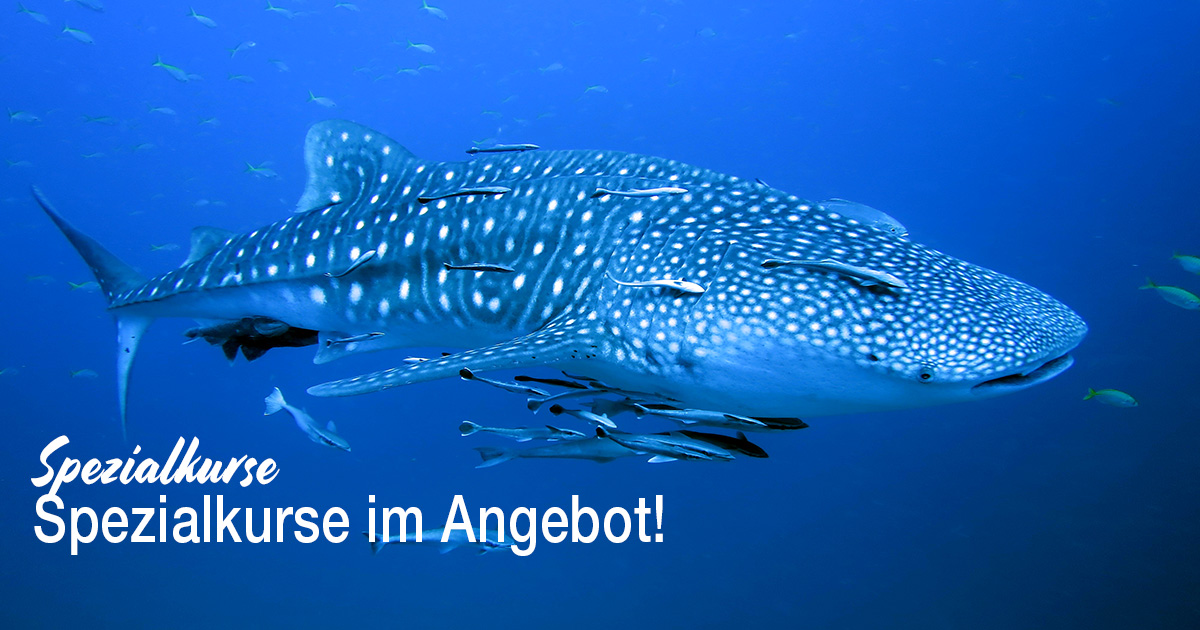 Spezialkurse im Angebot!