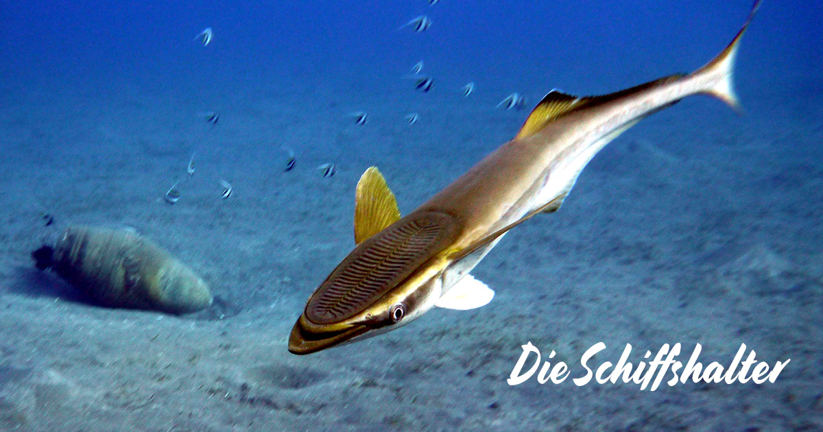 Die Schiffshalter