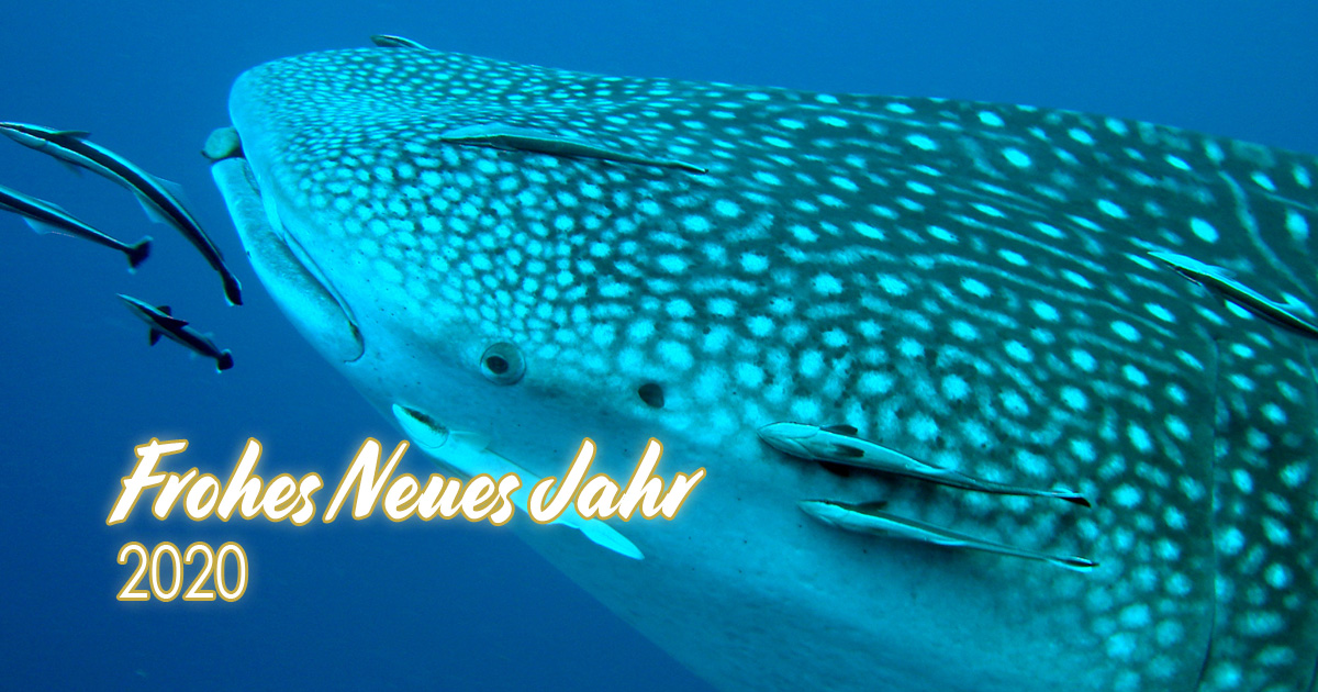 Member Diving wünscht allen ein frohes neues Jahr 2020!