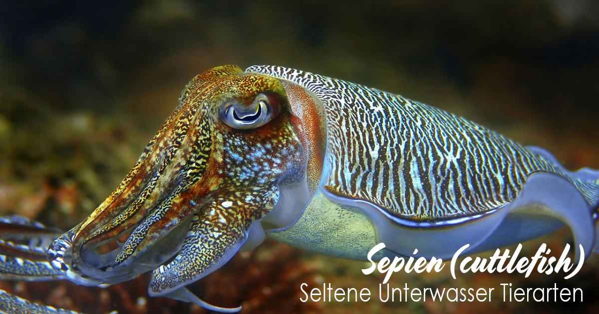 Sepien (cuttlefish)