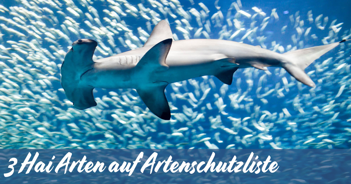 Artenschutzkonferenz 2020