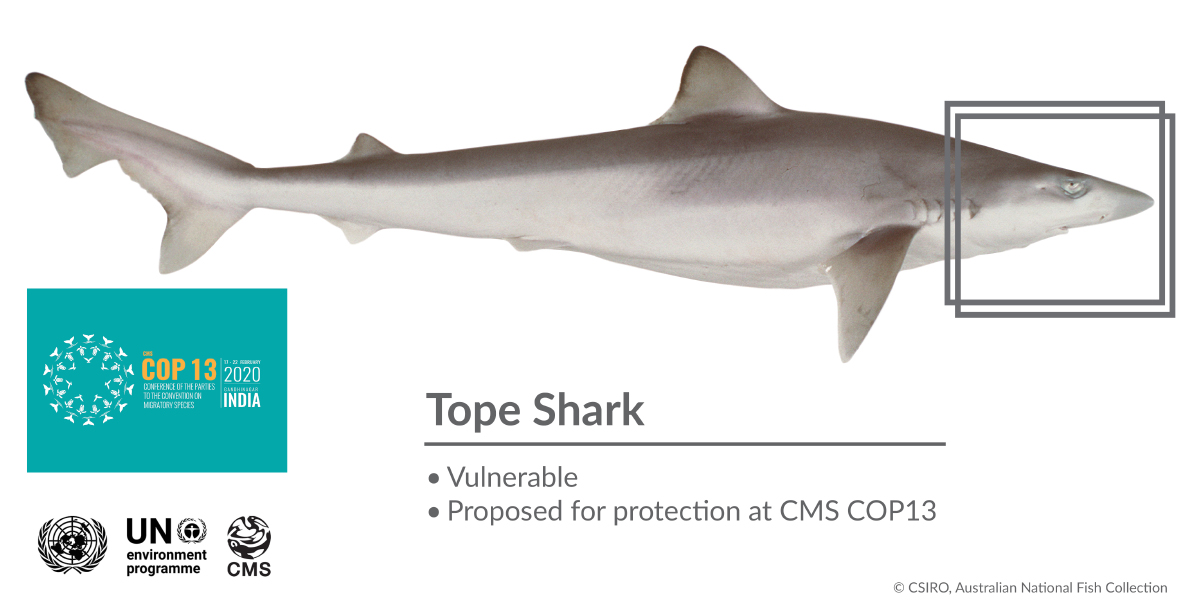 Tope Shark (oder school shark)